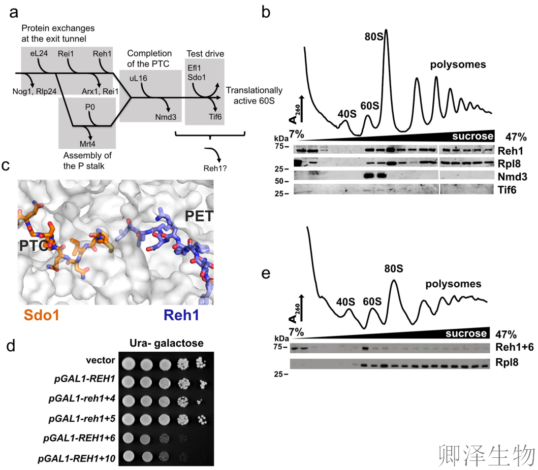 【核糖体组装因子】 | 核糖体