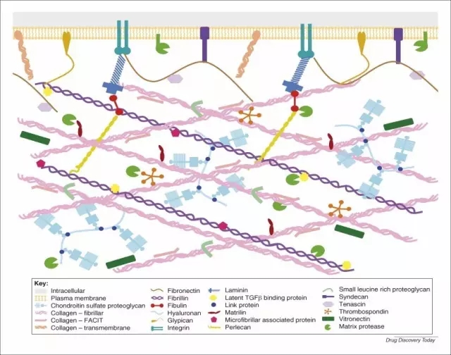 细胞贴壁的六问六答-威正翔禹生物