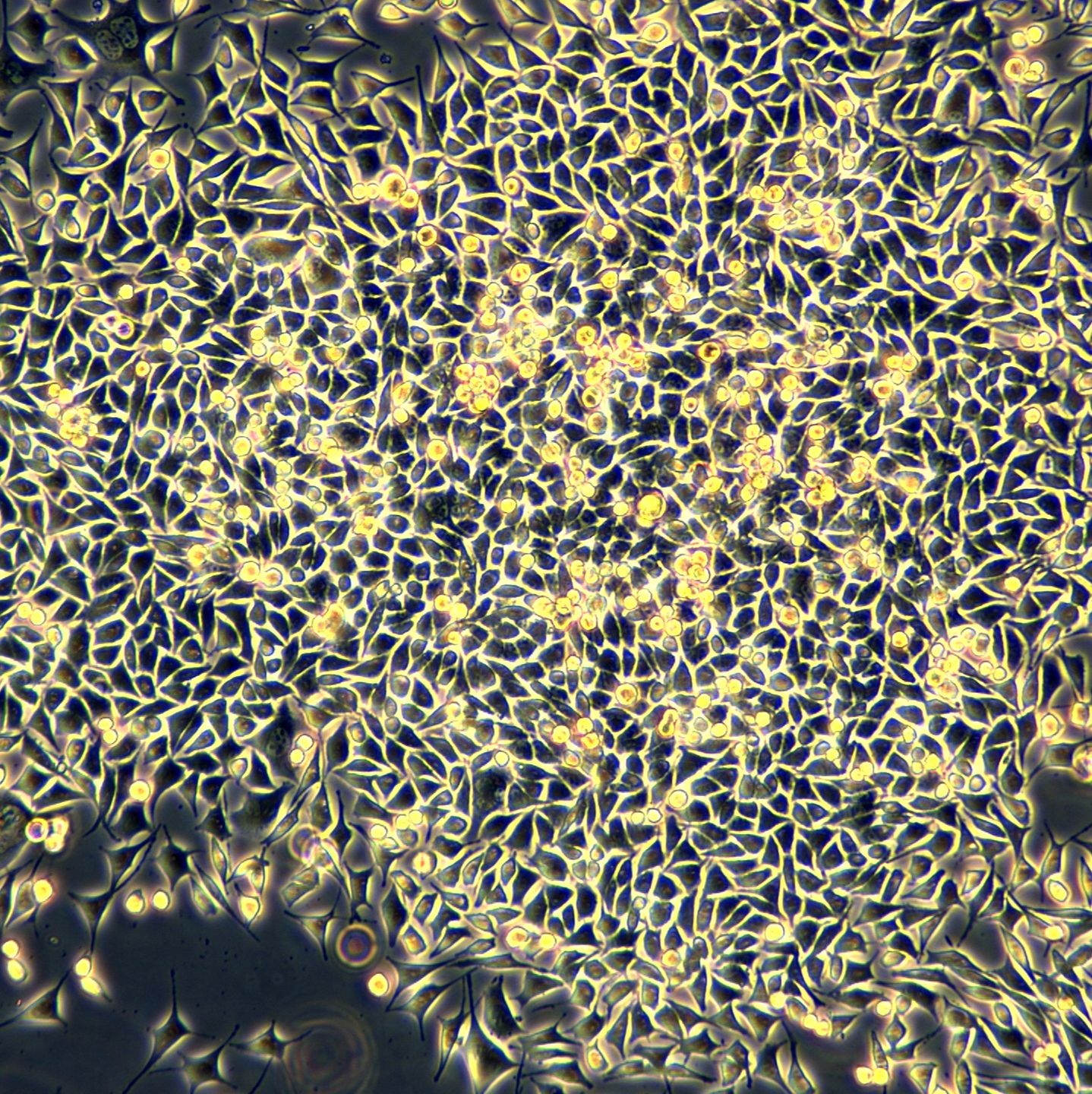 浙江美森-小鼠皮下结缔组织细胞 L-WRN