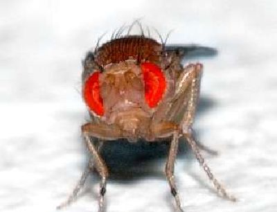 科学家们发现果蝇飞行导航的神经学机制