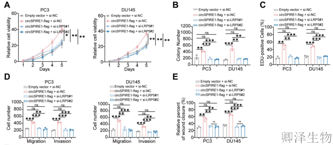 【circRNA翻译】 | 环状RNA编码新型蛋白，成前列腺癌治疗新靶点！