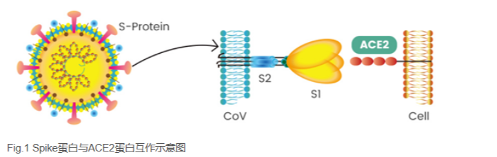 三分钟了解新冠病毒的检测原理