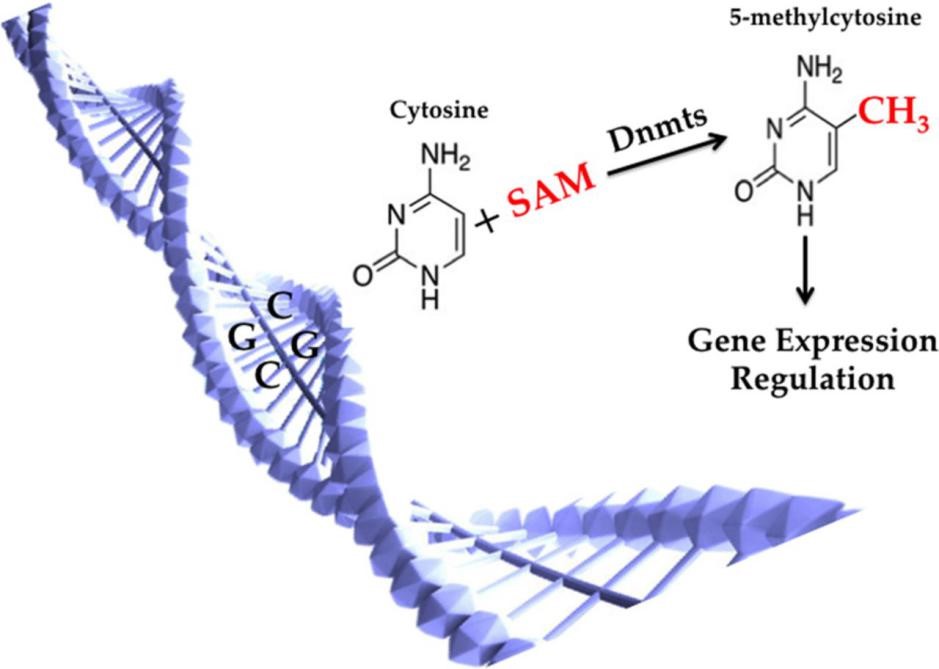 满足您对5-mc（5甲基胞嘧啶）抗体的一切幻想