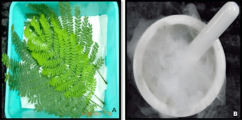 藻类样本 蛋白提取