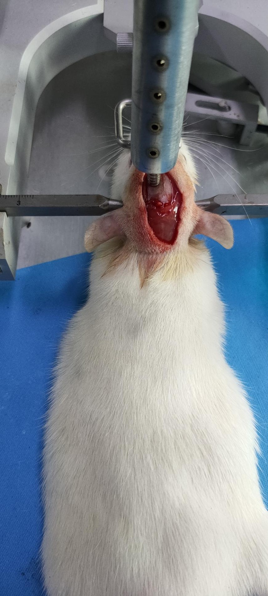 大鼠脑外伤动物模型（TBI）的建立