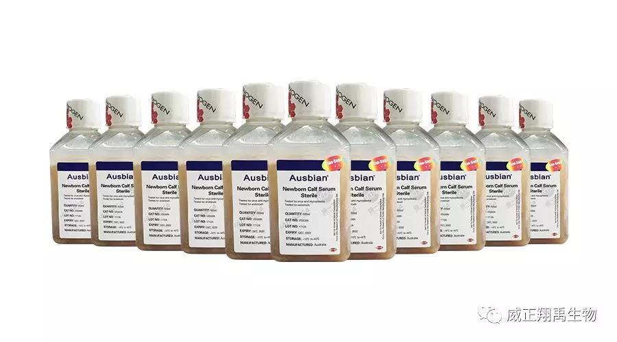 澳洲进口新生牛到货啦！