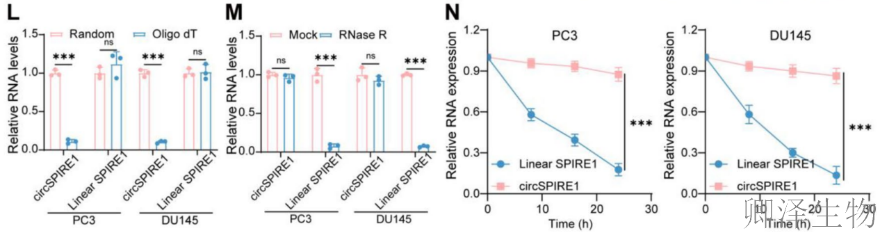 【circRNA翻译】 | 环状RNA编码新型蛋白，成前列腺癌治疗新靶点！