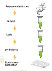 组蛋白提取试剂盒—EpiQuik Total Histone Extraction Kit