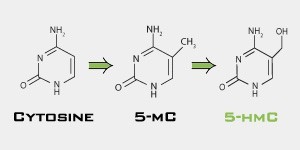 5hmC甲基化分析方案：DNA羟甲基化（5-hmc）极速分析试剂盒