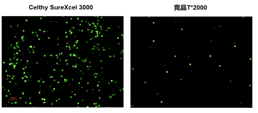 Celthy SureXcel 3000转染试剂——高效、温和、广谱的基因递送解决方案!