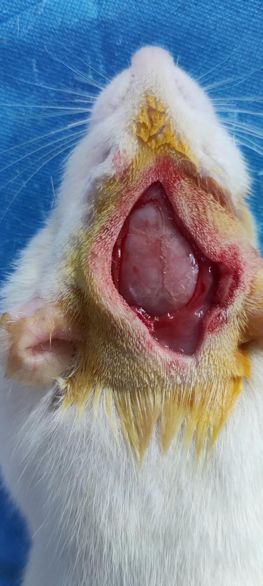 大鼠脑外伤动物模型（TBI）的建立