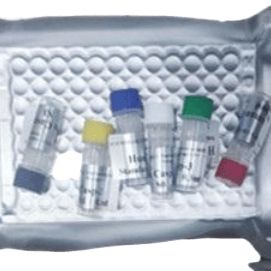 甜菜坏死黄脉病毒探针法 qRT-PCR 试剂盒（不含内参）