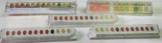 快检『双歧杆菌』，只需四步！