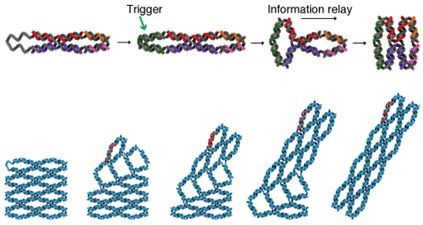 利用可切换形状的DNA机器储存信息