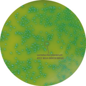 乳酸菌的培养、计数和鉴定