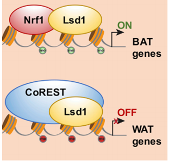 组蛋白去甲基化酶LSD1