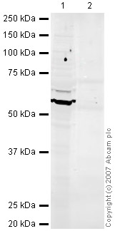 Western blot - Occludin antibody (ab31721)