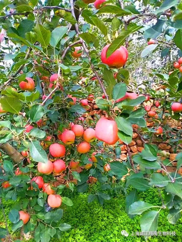 Ausbian助农“爱心”苹果 感恩常相伴 