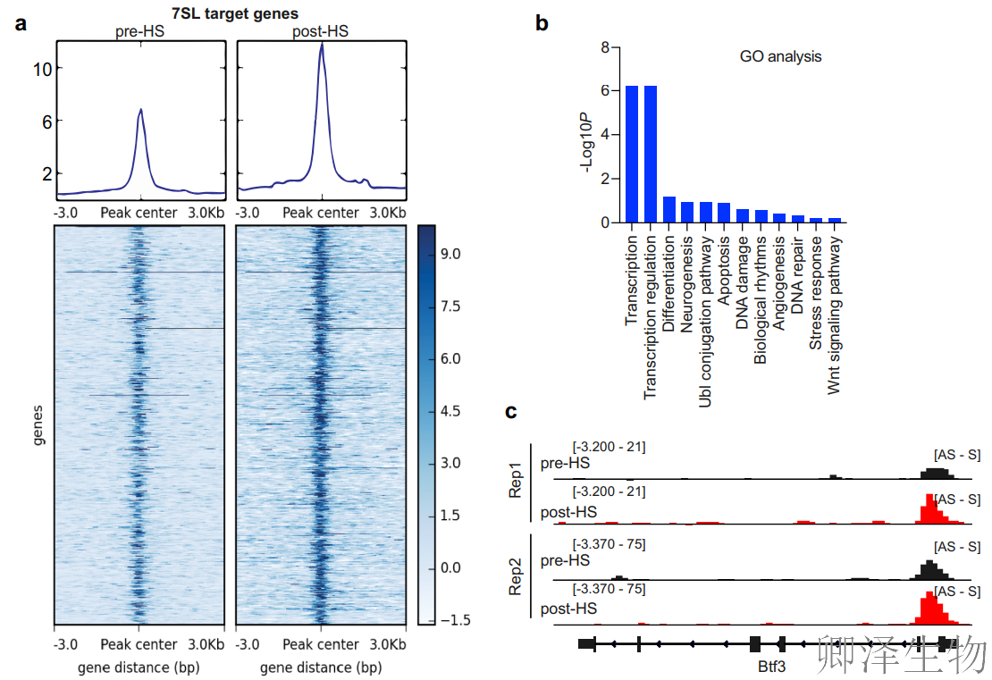【热应激的翻译调控】 | 7SL RNA与信号识别颗粒（SRP）的双重身份大揭秘！