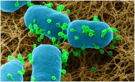 关注寄生物世界