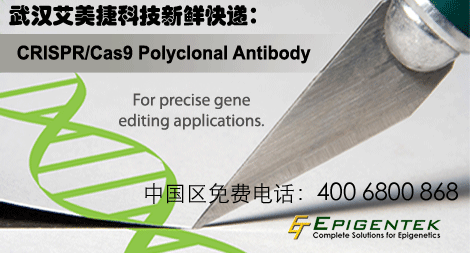 CRISPR/Cas9抗体—CRISPR/Cas9研究的绝佳伴侣！