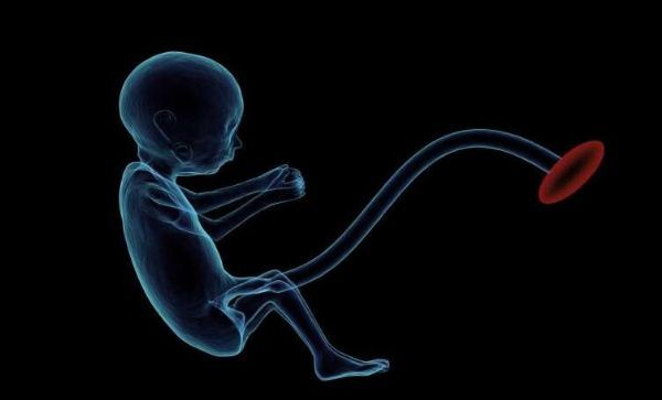 突破！科学家成功开发出人类胎盘的3-D模型 有望研究胎盘功能障碍的原因