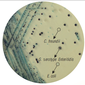 9款沙门氏菌显色培养基概览