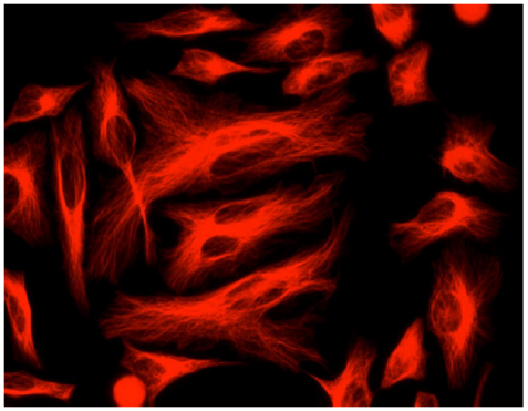 一种新的蛋白质交联抗体的标记和修饰方法