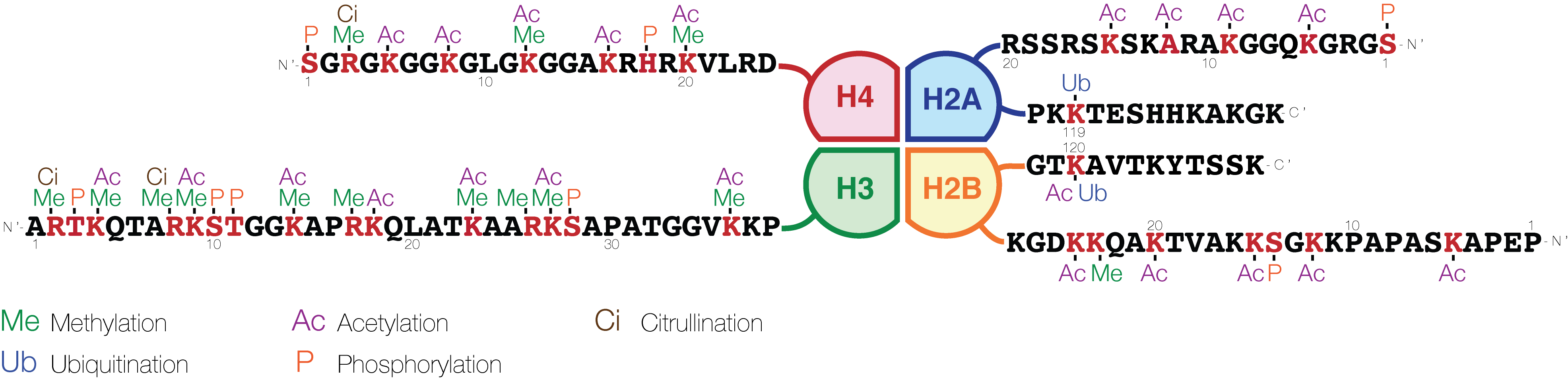 组蛋白H3