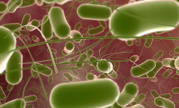 有关沙门氏菌生物学特性及检测原理