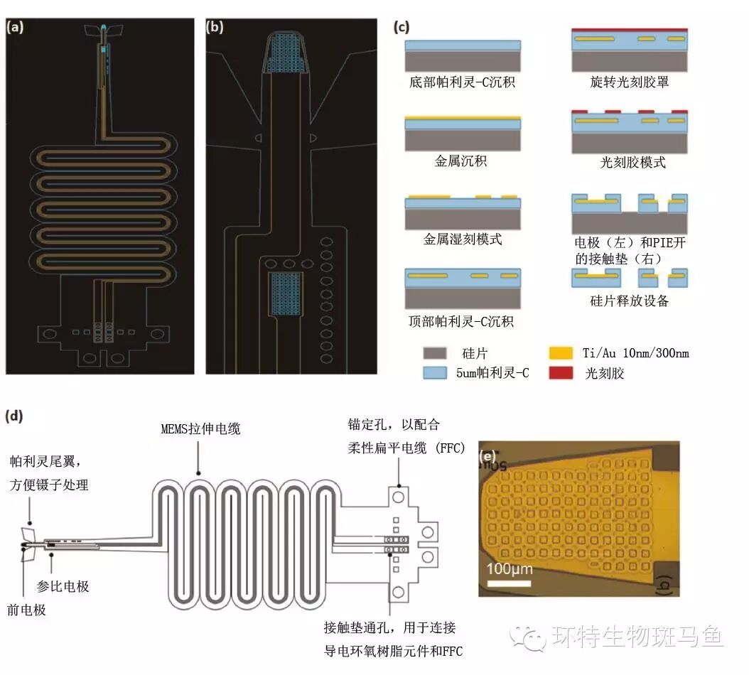 微型感应器：下一代的心脏监测药物筛选利器