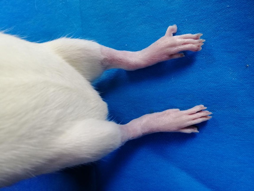 大鼠骨关节炎模型制备