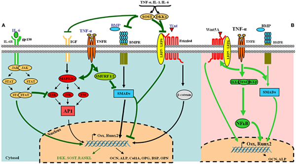TNF-α对某些肿瘤细胞具有生长因子样作用
