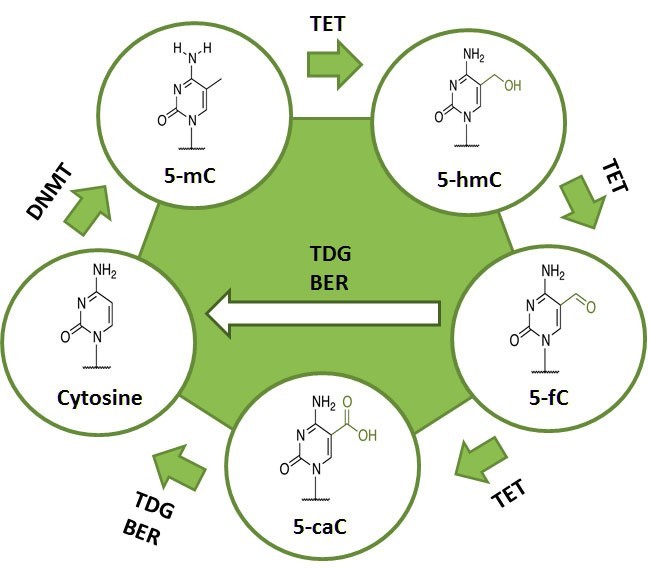 DNA甲基化研究工具