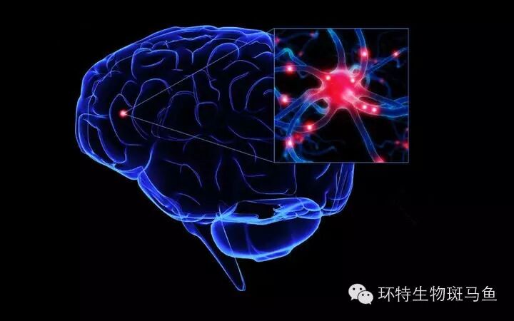 看到自己的脑部神经活动？一个并不遥远的梦想