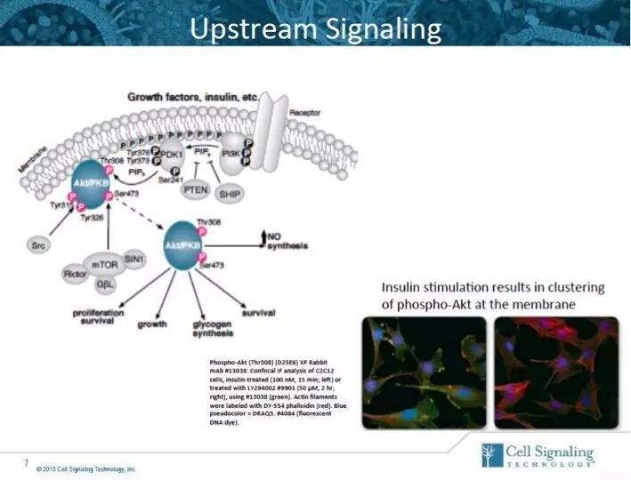 指尖上的PPT，讲述Akt的魅力故事。