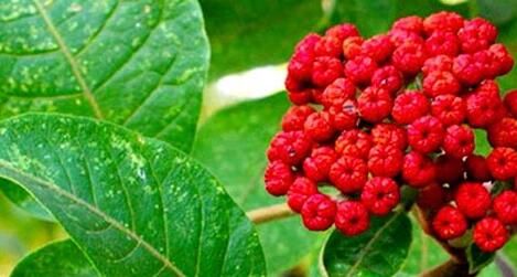 传统中药中的天然物质或会诱发机体心律失常