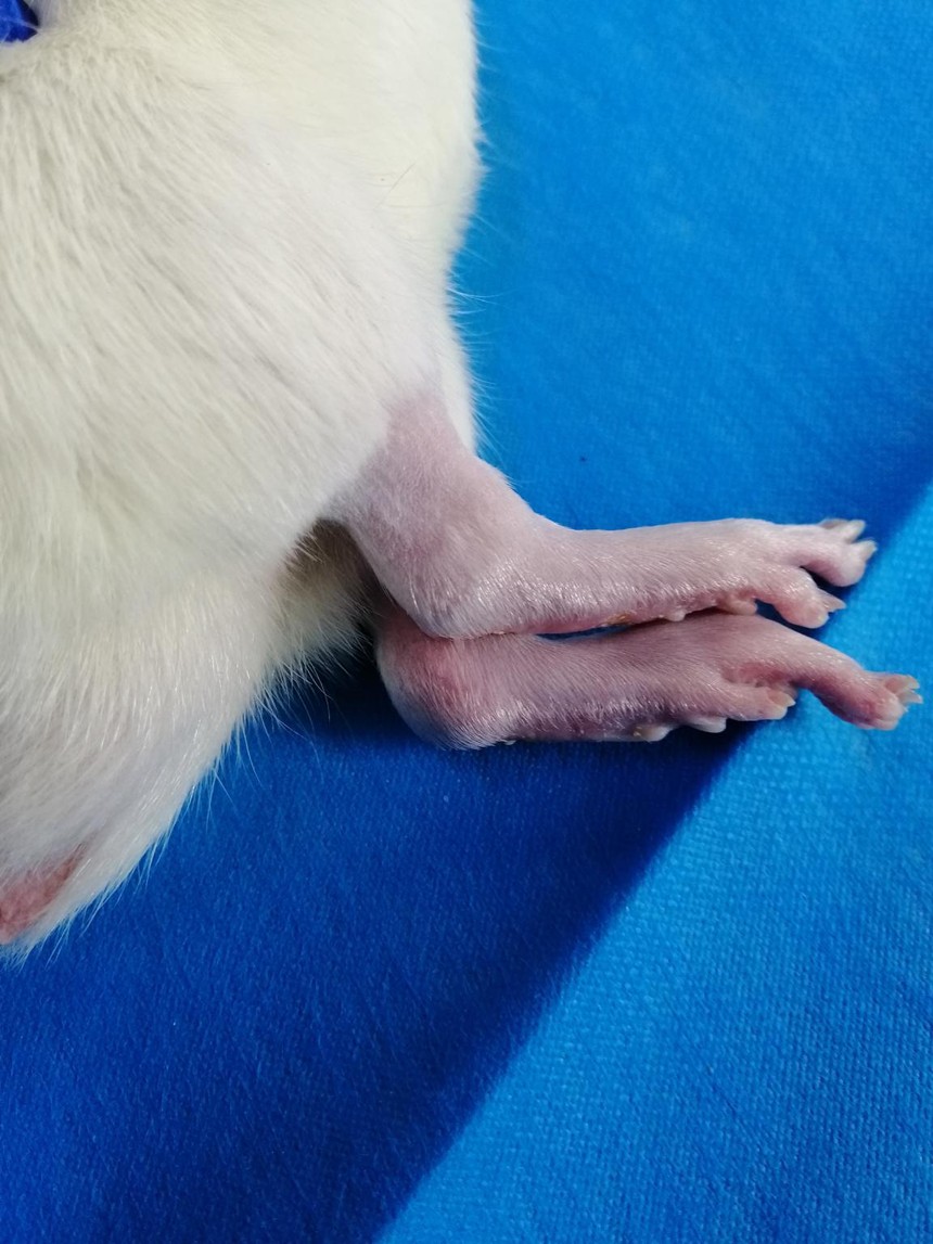 大鼠骨关节炎模型制备 大鼠骨关节炎模型制备