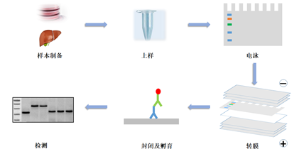 Western Blot进阶技巧第一弹——从了解目的蛋白开始