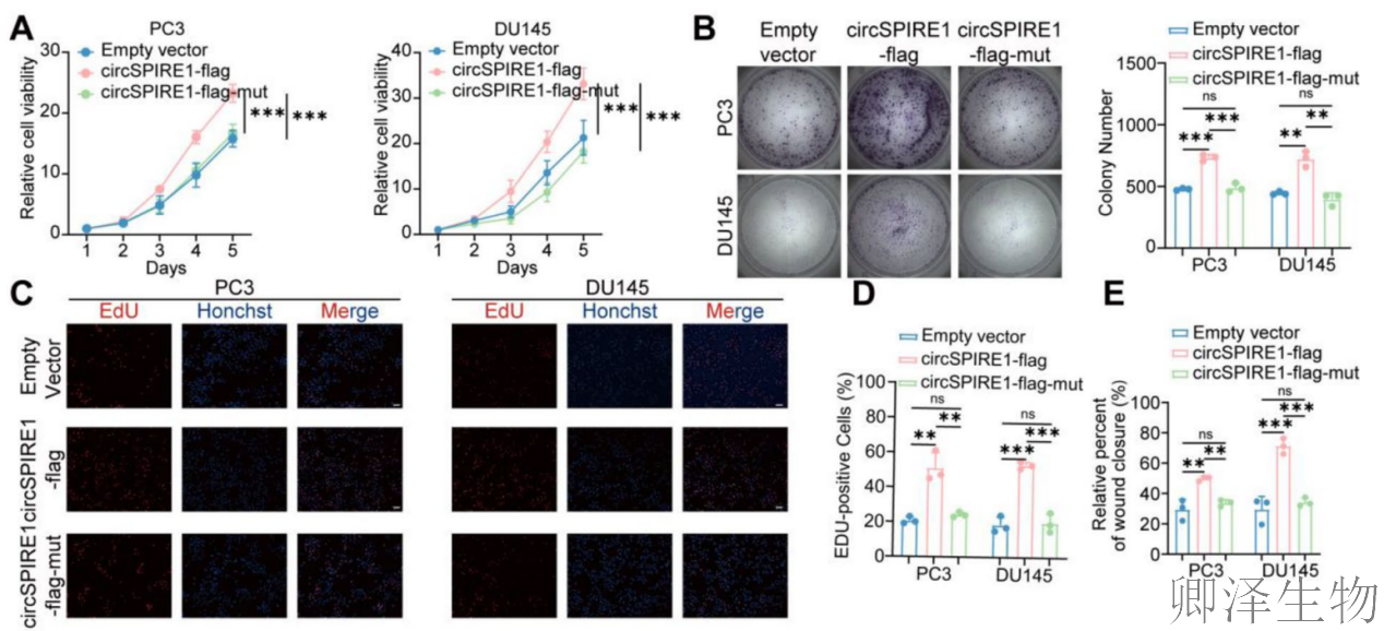 【circRNA翻译】 | 环状RNA编码新型蛋白，成前列腺癌治疗新靶点！