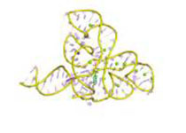 研究揭示古细菌NSun6识别tRNA底物的分子机理