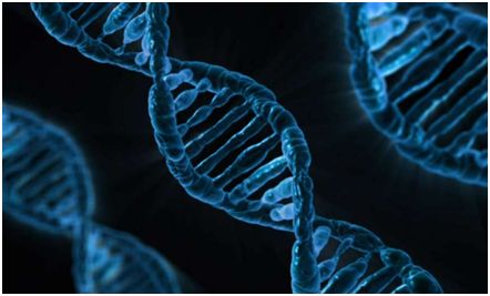 揭示人体最为常见的DNA突变如何发生