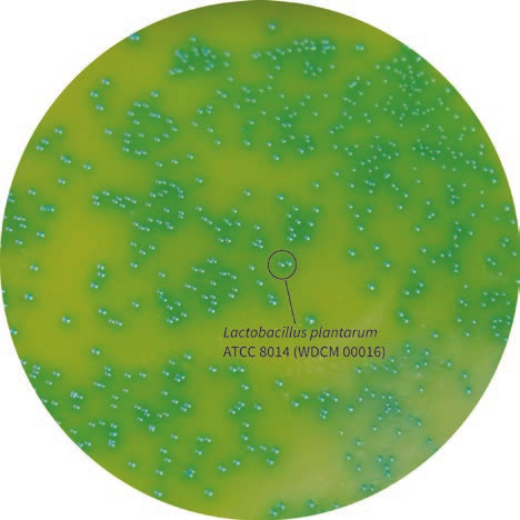 嗜热链球菌和保加利亚乳杆菌二者的鉴别