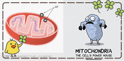 经典的线粒体膜电位分析试剂盒(JC-1)