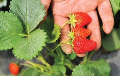草莓到底还能吃不？