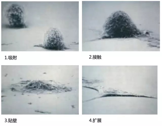 细胞贴壁的六问六答-威正翔禹生物