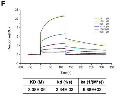 AtaGenix为华中科技大学糖尿病肾病研究提供定制PRPF19蛋白表达服务
