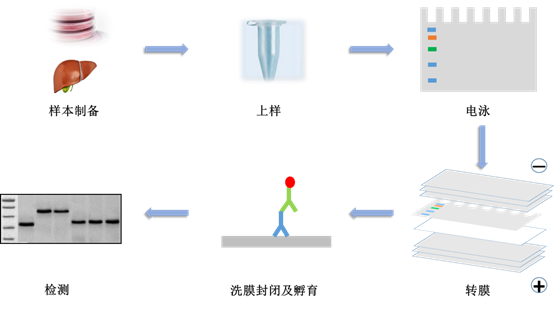 WB实验中的亮眼“彩虹”——预染蛋白marker
