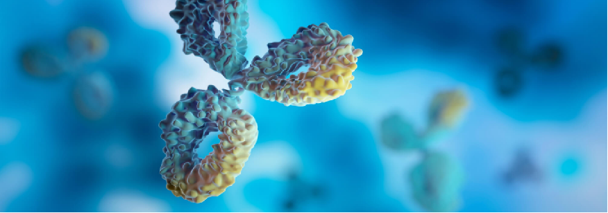 一文读懂“单克隆抗体药物”的奇妙世界：什么是人源化抗体