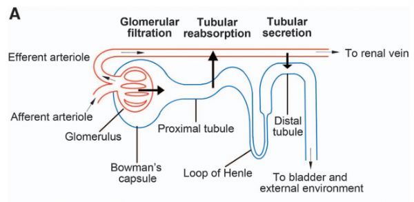 Zike病毒感染肾周管状上皮细胞后的持续性细胞反应相关研究